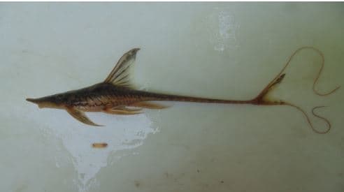 Sturisomatichthys aureus