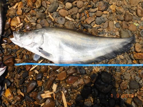 Sumatran Featherback