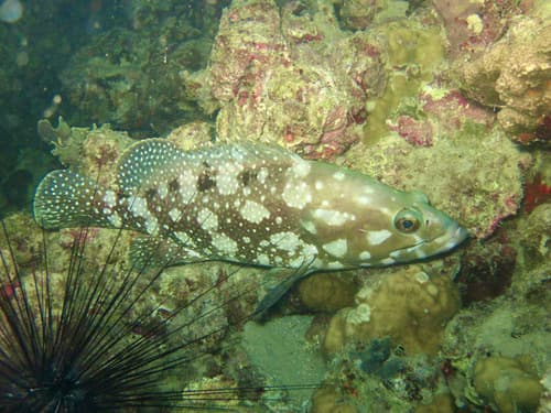 Summan Grouper