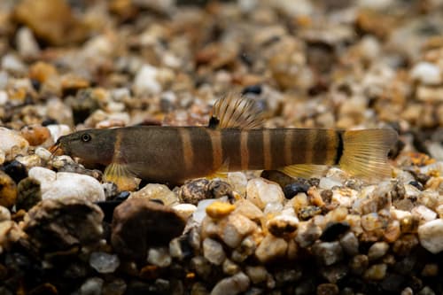 Sumo Loach