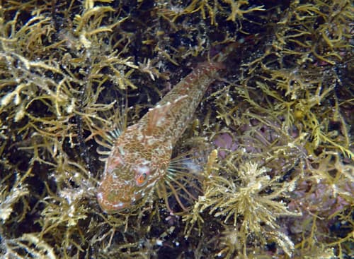 Common Dragonet