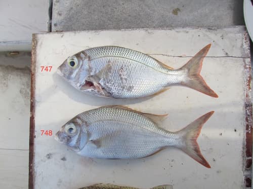 Swallowtail Seabream