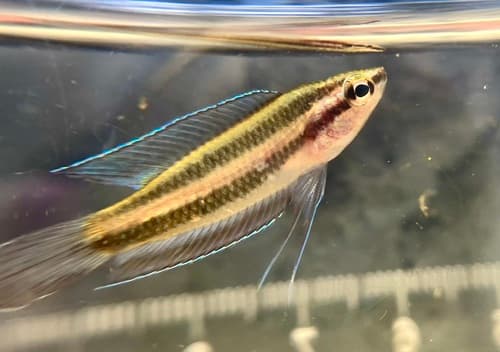 Swamp Licorice Gourami