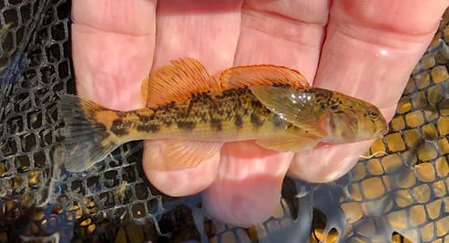 Swannanoa Darter