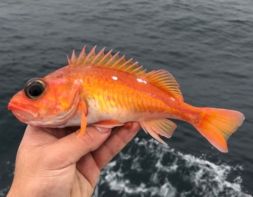 Swordspine Rockfish