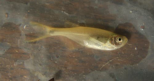 Swordtail Characin