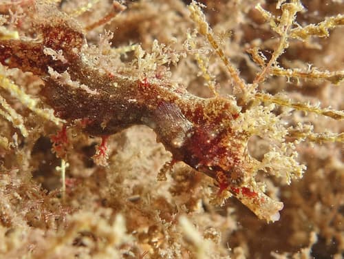 Sydney's Pygmy Pipehorse