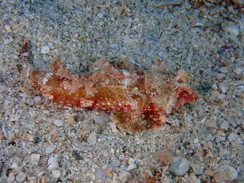 Synchiropus sechellensis