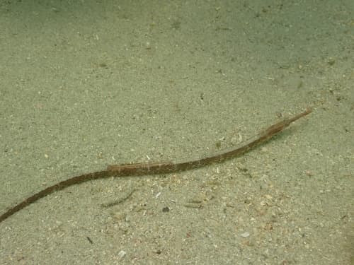 Japanese Pipefish