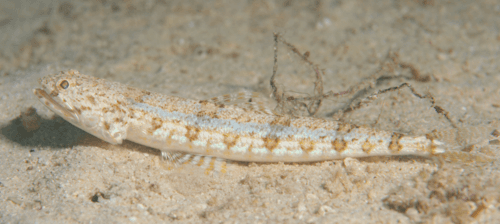 Banded Lizardfish