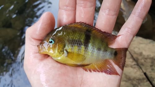 T-bar Cichlid