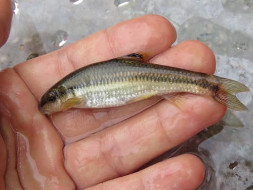 Tachanovsky's Gudgeon