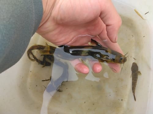 Orangefin Sea Catfish