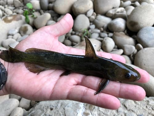 Tachysurus brevianalis