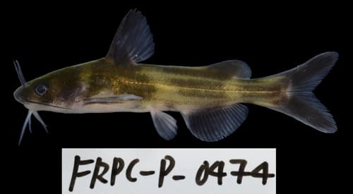Nakedhead Sea Catfish