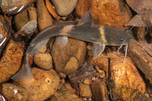 Ribbonfin Sea Catfish