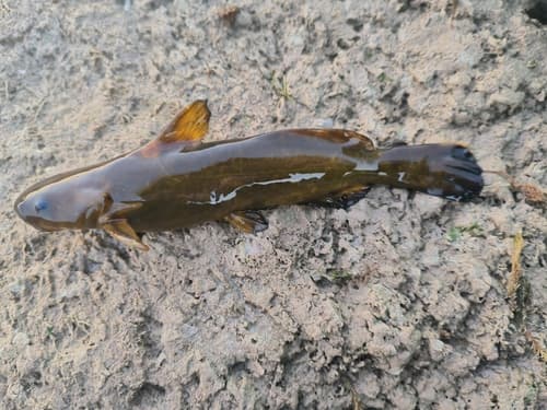 Ussuri Catfish