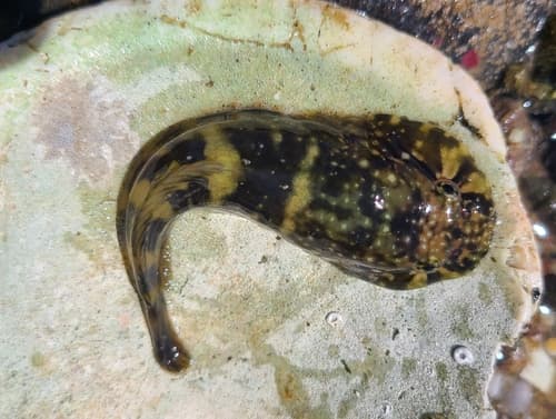 Tadpole Clingfish