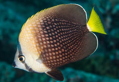Tahitian Butterflyfish