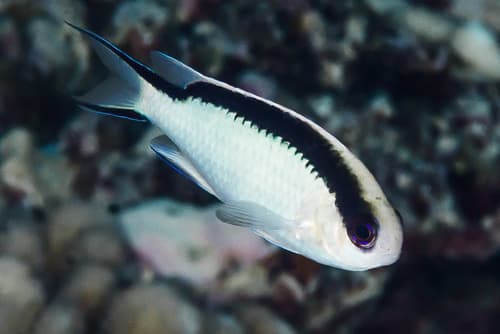 Tahitian Reef-damsel