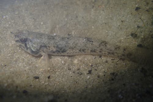 Taijiang Snubnose Goby