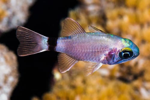 Tailring Cardinalfish