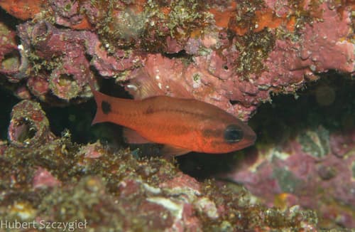 Tailspot Cardinalfish