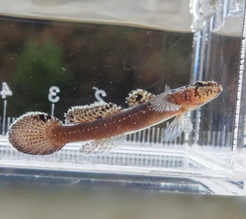 Tailspot Flaphead Goby