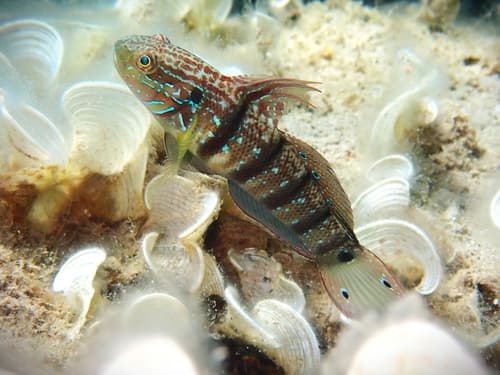 Tailspot Goby