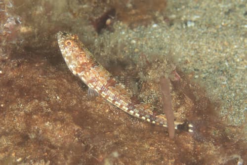 Tailspot Lizardfish