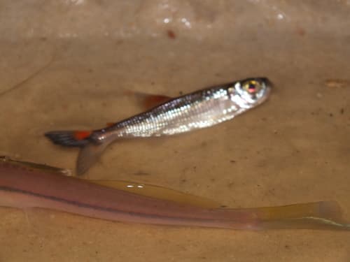 Tailspot Tetra