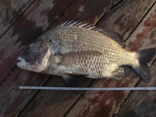 Taiwan Picnic Seabream