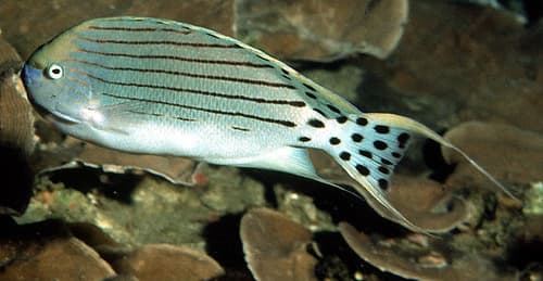 Takeuchi's Angelfish