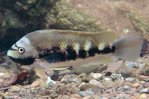 Talamancaheros underwoodi