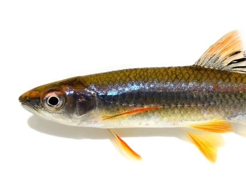 Tallapoosa Shiner