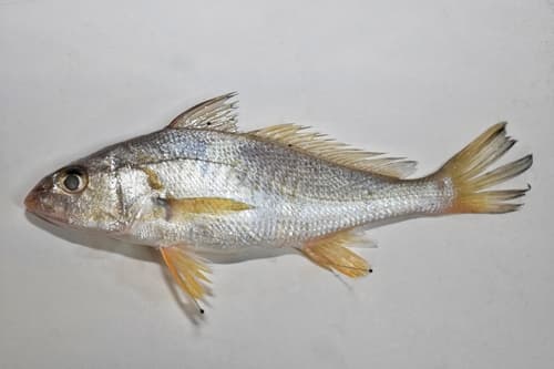 Tallfin Croaker
