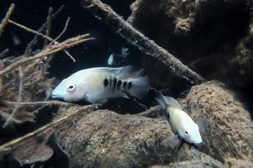 Tamasopo Cichlid