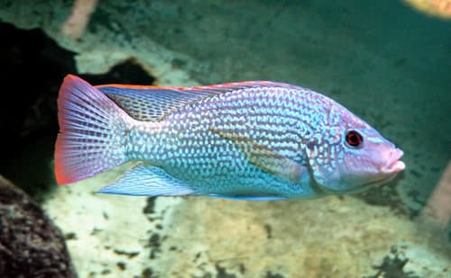 Tanganyikan Tilapia