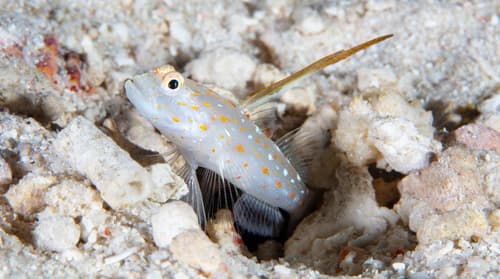 Tangaroa Shrimpgoby