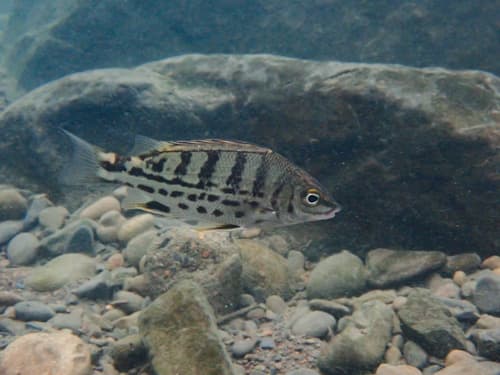 Tapiroid Grunter