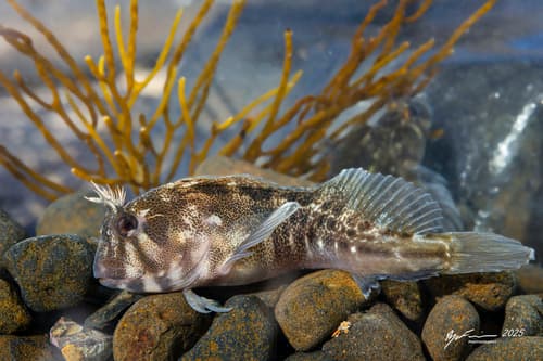 Tasmanian Blenny