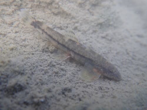 Tasseled-mouth Loach