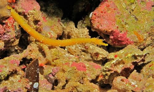 Tasselled Pipefish