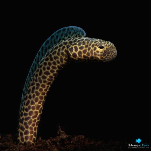 Taylor's Garden Eel