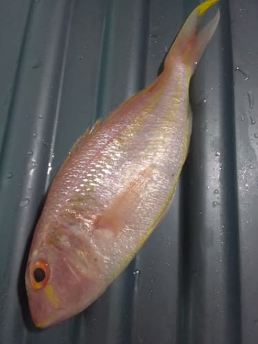 Teardrop Threadfin Bream