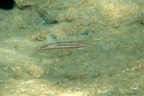 Striped Telmatochromis