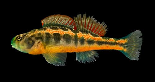Tennessee Snubnose Darter