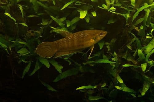 Terengganu Betta