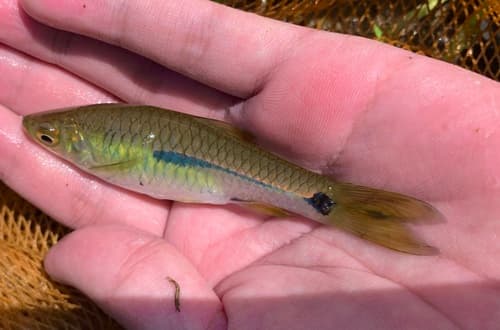 Terengganu Rasbora