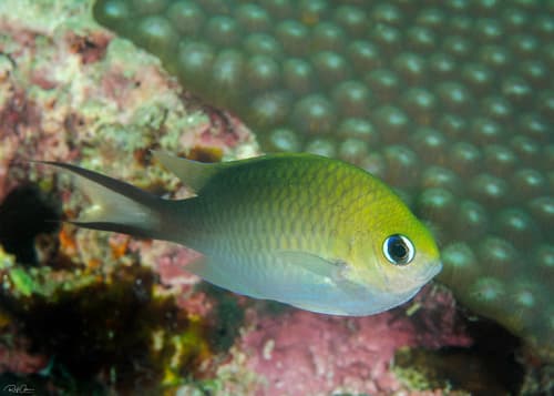 Ternate Chromis